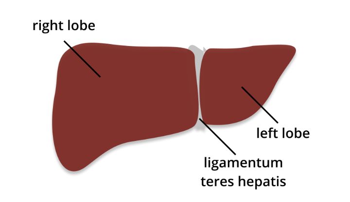 picture of liver lobes