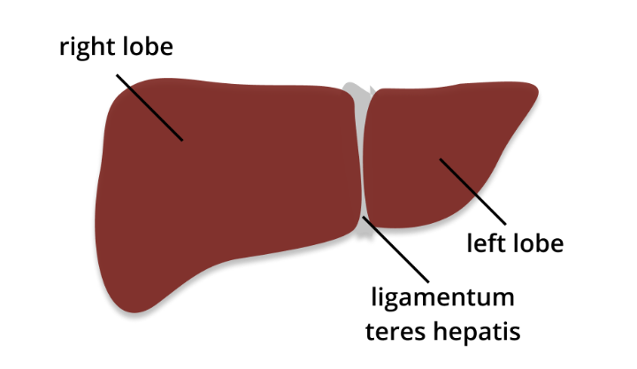 Bild der Leberlappen